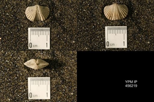 Platystrophia biforata
