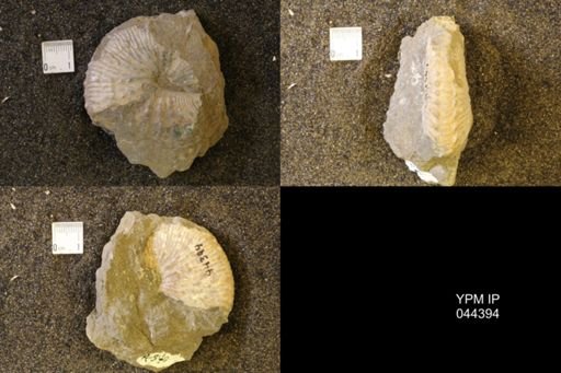 Jeletzkytes nebrascensis