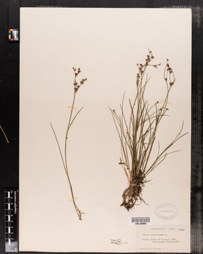 Juncus articulatus