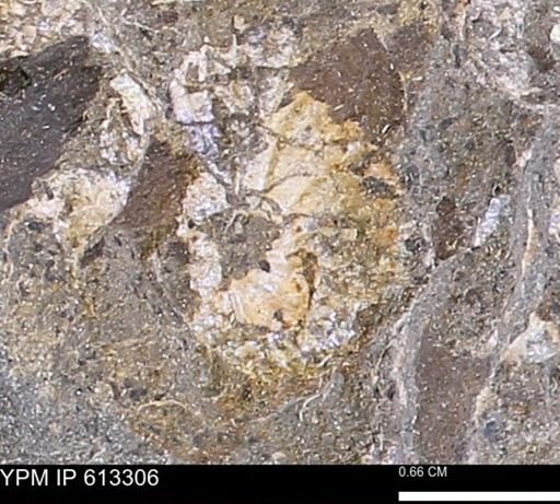 Scaphites sp.