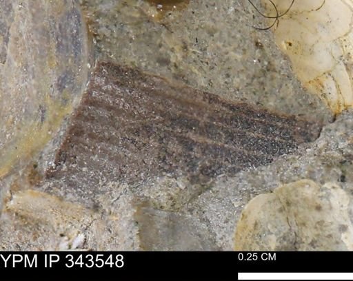undet. Bivalvia