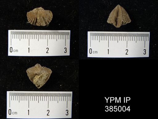 Cyrtina sp.