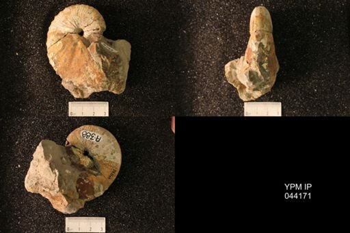 Hoploscaphites nicolletii