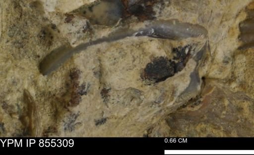 undet. Mollusca