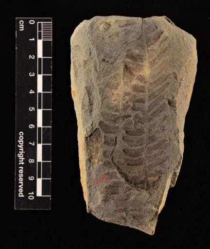 Cladophlebis sp.