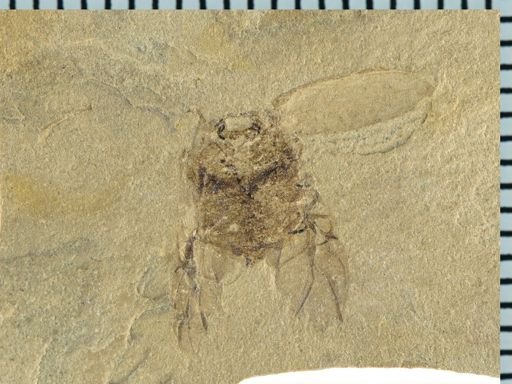 undet. Scarabaeidae