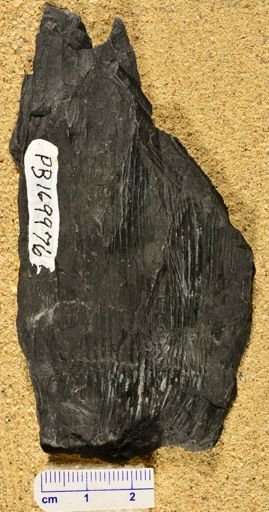 Calamites sp.