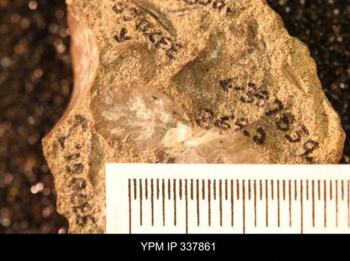 undet. Mollusca