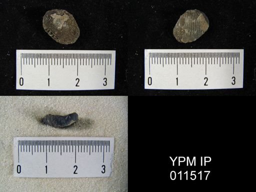 Linoproductus cora angustus