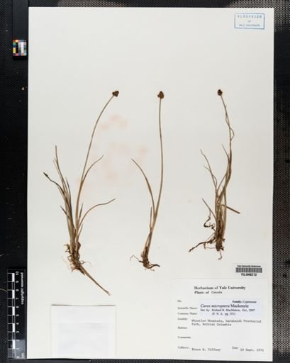 Carex microptera