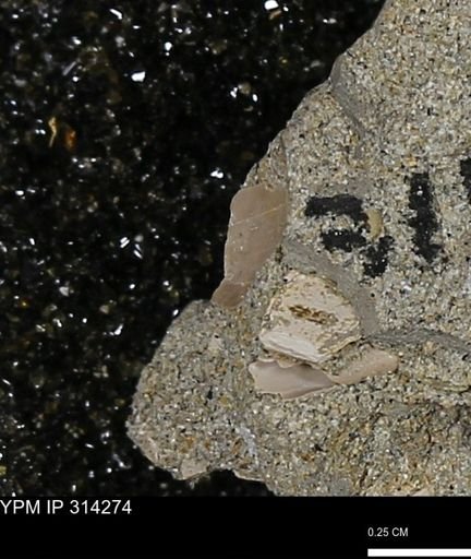 undet. Mollusca