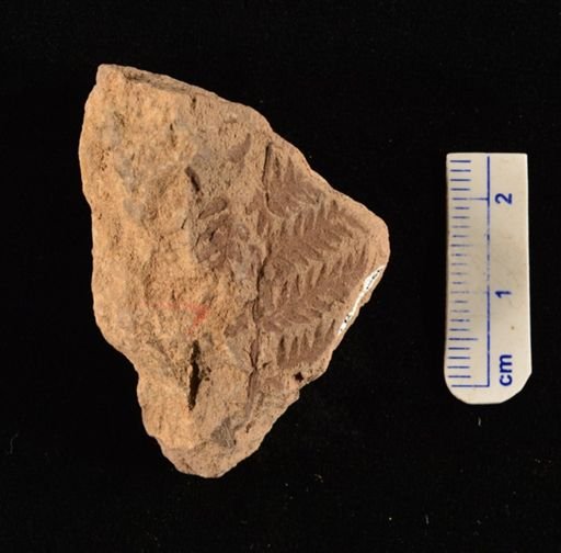 Cladophlebis sp.