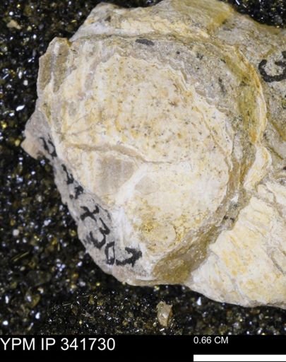 Scaphites sp.