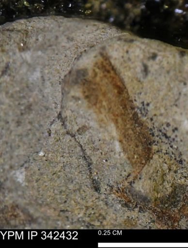 undet. Mollusca