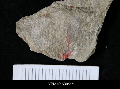 Xiphosurida?