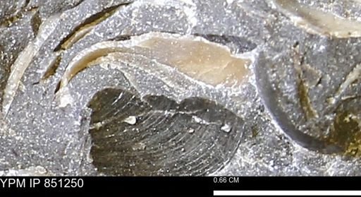 Limopsis striatopunctatus