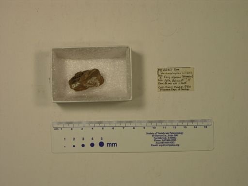 Archaeohyrax