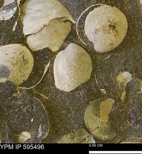 Protocardia sp.
