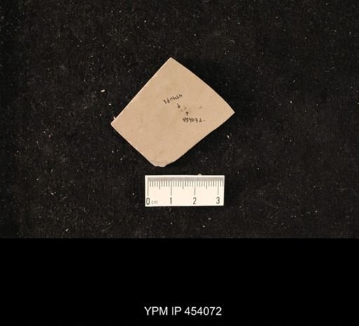 undet. Diptera