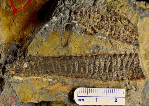 Colpodexylon deatsii
