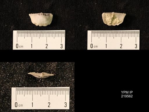 Chonetes granulifer