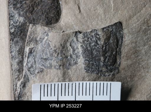 Eurypterus sp.