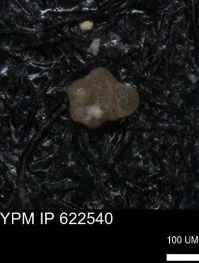 undet. Rugoglobigerinidae