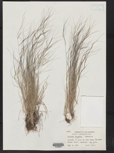 Aristida oligantha