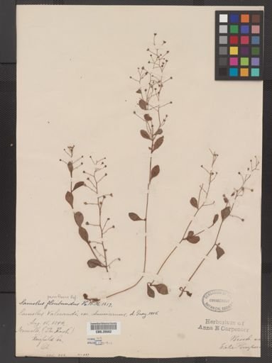 Plantae