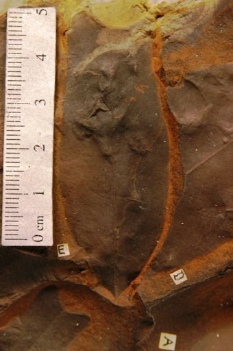Liriodendropsis angustifolia