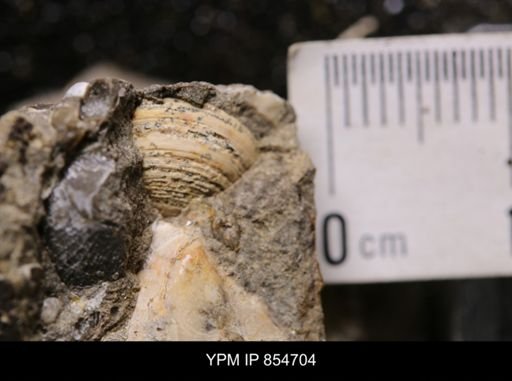 Pseudoptera subtortuosa
