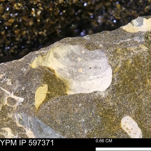 Limopsis striatopunctatus