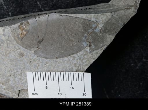 undet. Eurypterida