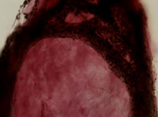 Ircinia strobilina