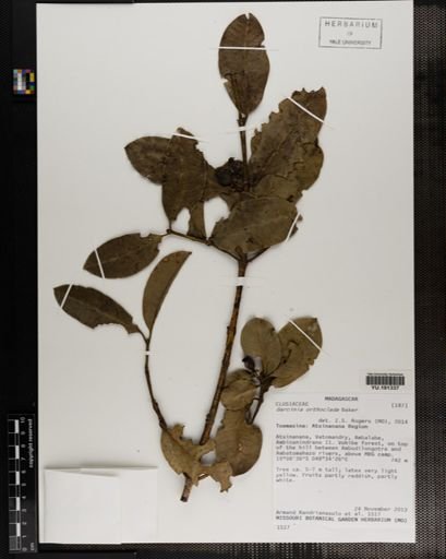 Plantae