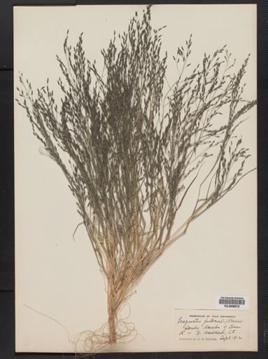 Eragrostis pilosa