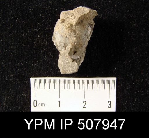 Camarophoria schlotheimi