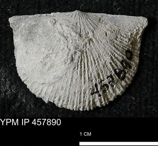 Strophodonta sp.