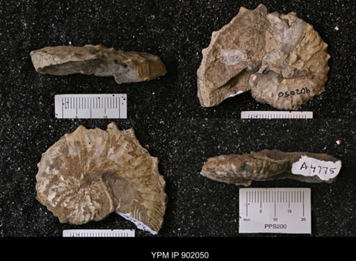 undet. Mollusca