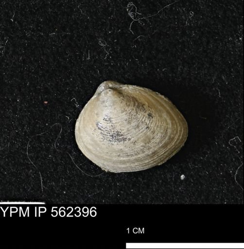 Limopsis striatopunctatus
