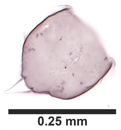 Hyalella cf. azteca