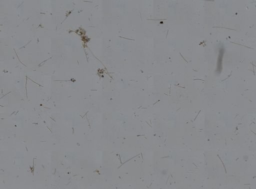 Axinella sp.