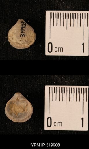 Ambocoelia planoconvexa