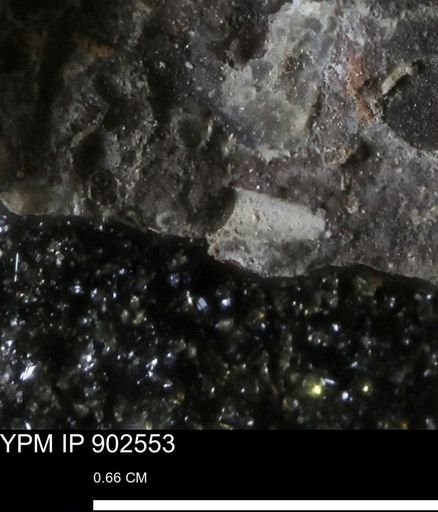 undet. Bivalvia