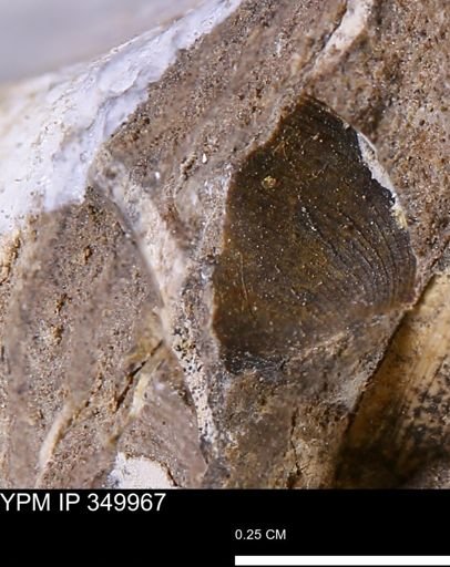 Limopsis striatopunctatus