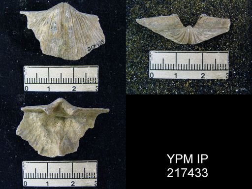 Neospirifer sp.