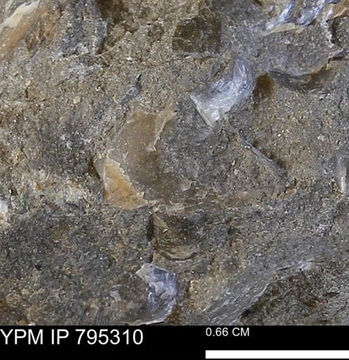 undet. Bivalvia