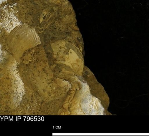 undet. Mollusca