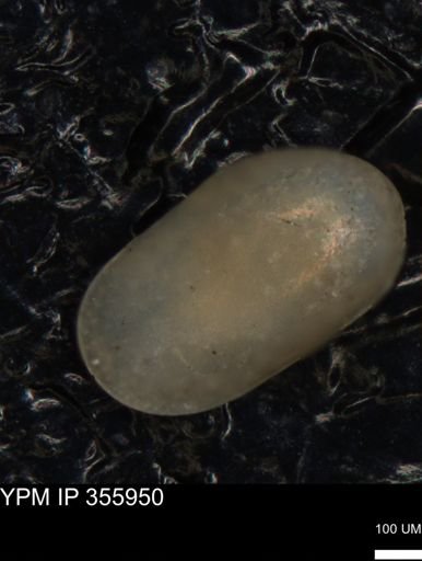 undet. Ostracoda
