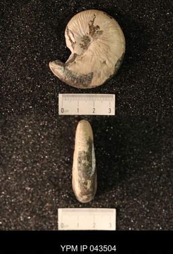 Hoploscaphites nicolletii